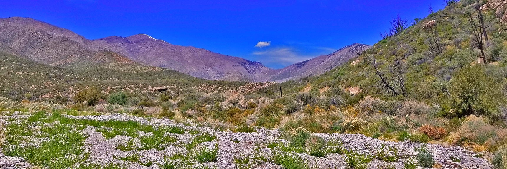 Lovell Canyon | In the Shadow of Griffith Peak and Harris Mountain, Nevada