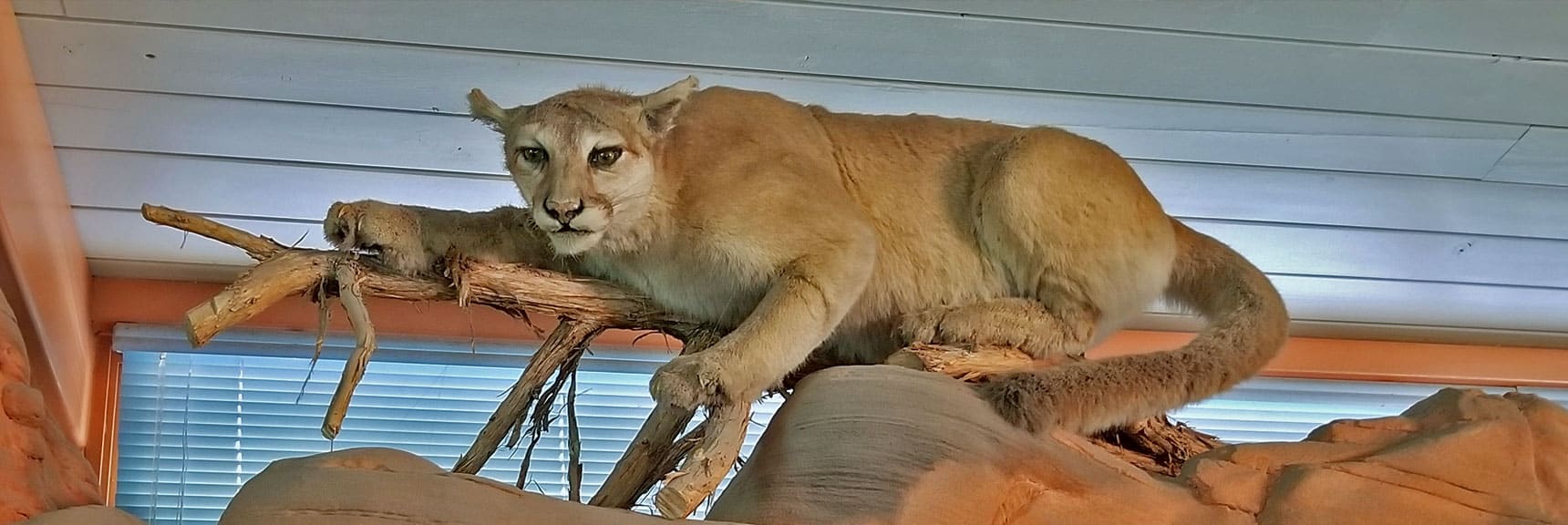 Far More Shy, Mountain Lions are Seldom Seen in Valley of Fire State Park | Visitor Center | Valley of Fire State Park, Nevada