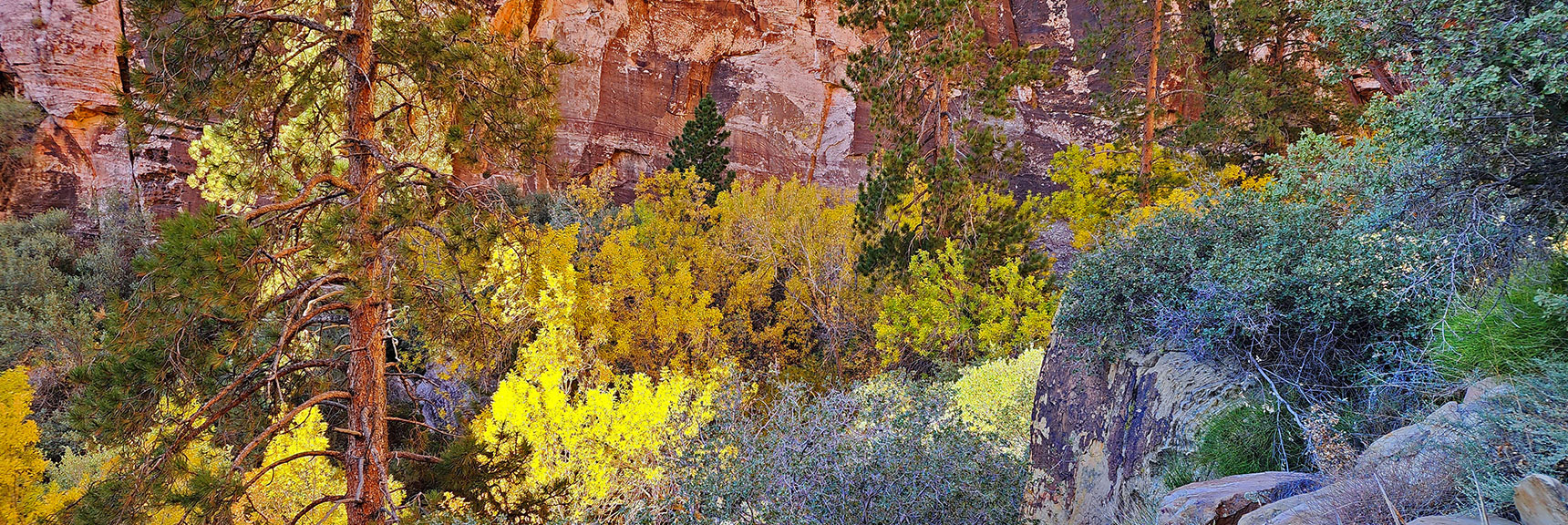 Mid-November Fall Colors in the Base of Pine Creek Canyon | Rock Climber Observations | Pine Creek Canyon | Rainbow Mountain Wilderness, Nevada