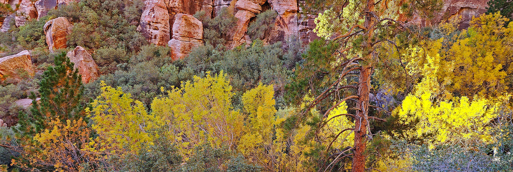 More Fall Colors at the Base of Mescalito Pyramid. Rock Climbers Begin Ascent Here. | Rock Climber Observations | Pine Creek Canyon | Rainbow Mountain Wilderness, Nevada