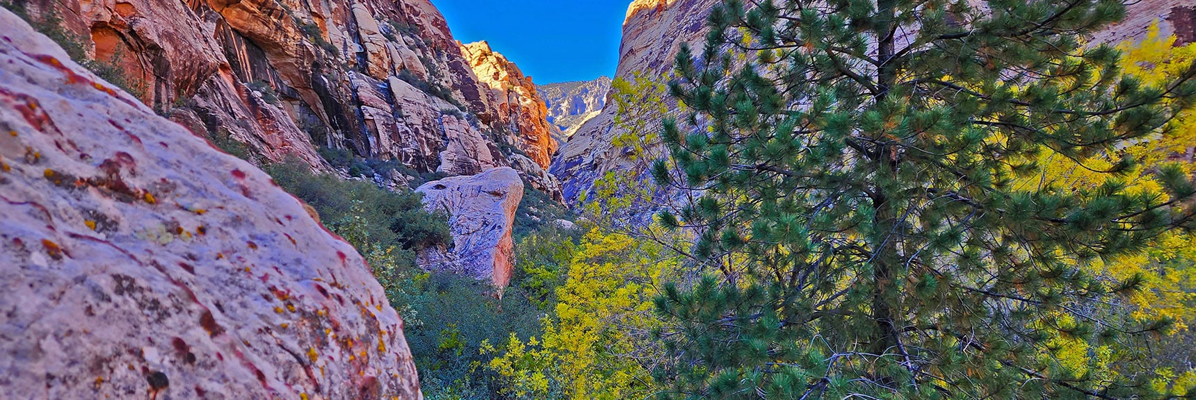 This Branch of the Canyon Also Beautiful, Chocked with Trees and Brush. | Rock Climber Observations | Pine Creek Canyon | Rainbow Mountain Wilderness, Nevada