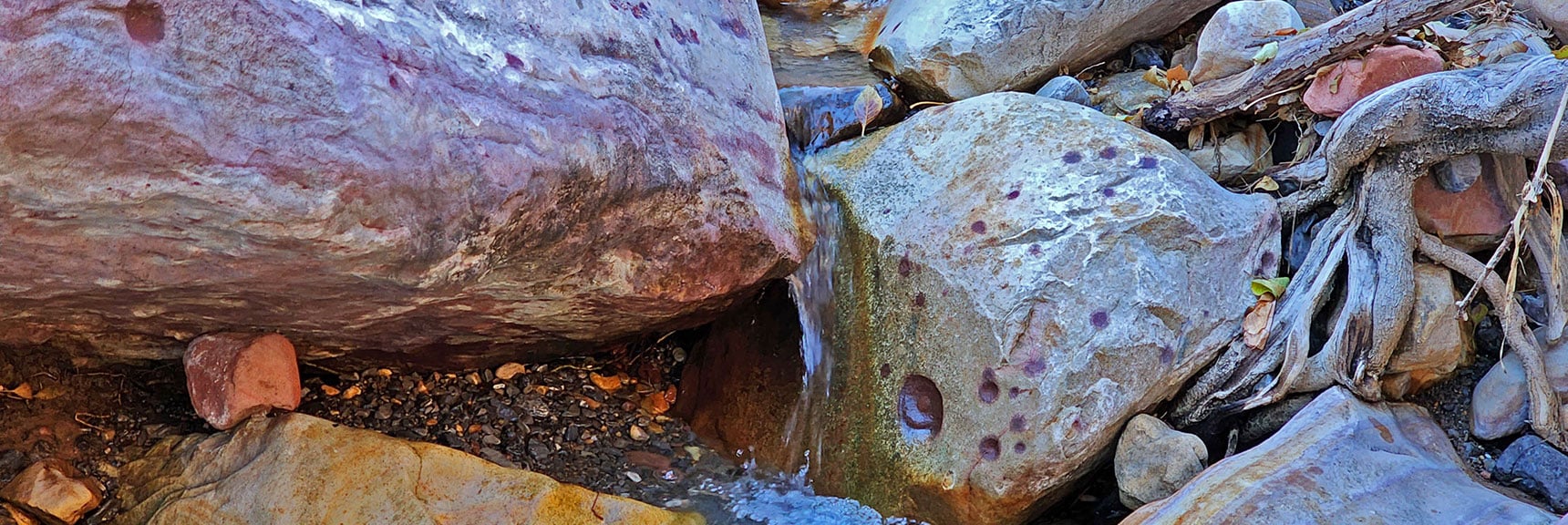 Water Flows Here Year-Round. | Rock Climber Observations | Pine Creek Canyon | Rainbow Mountain Wilderness, Nevada