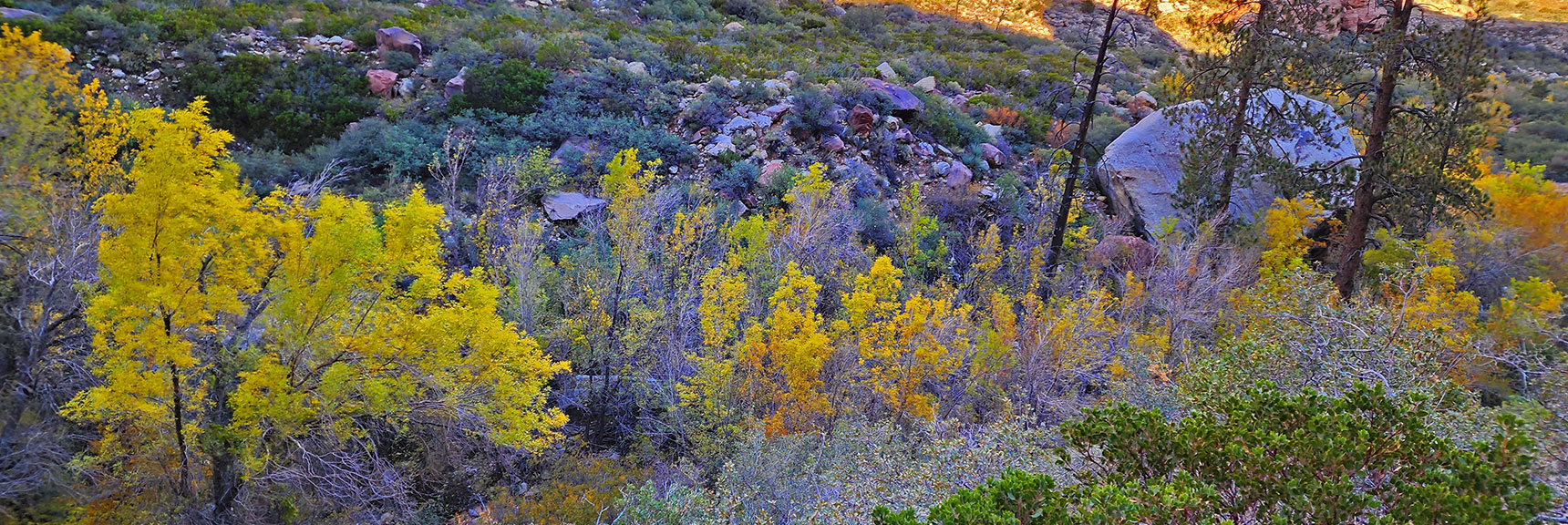 Fall Trees in the Base of Pine Creek Canyon's South (Left) Branch. | Rock Climber Observations | Pine Creek Canyon | Rainbow Mountain Wilderness, Nevada