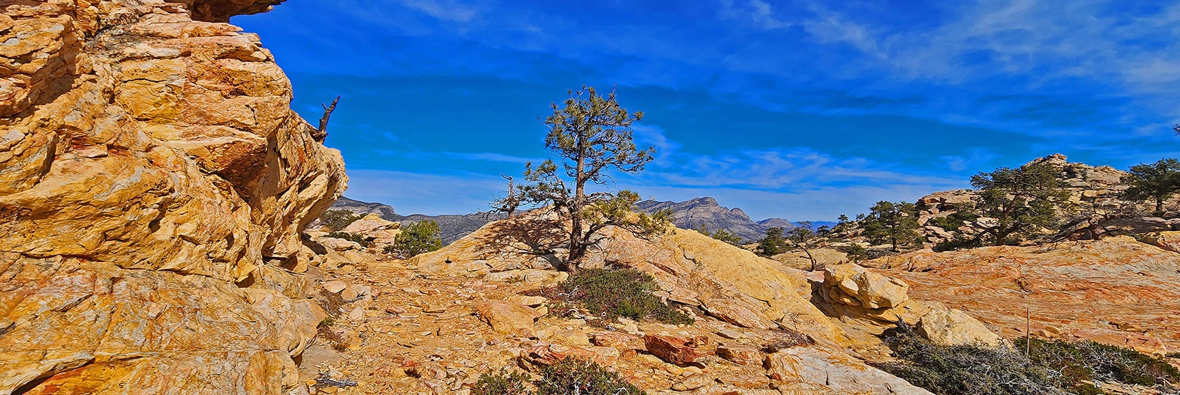 Artfully Placed Bonsai-Like Trees Emerge from the Jurassic Sandstone Surface | North Upper Crest Ridgeline | Rainbow Mountain Wilderness, Nevada