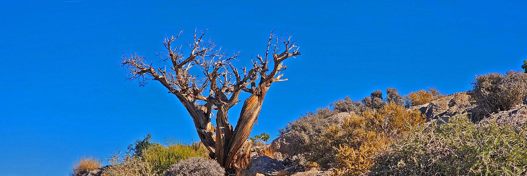 Artistic Tree Near Turtlehead Peak Summit | Turtlehead Peak | Red Rock Canyon National Conservation Area, Nevada