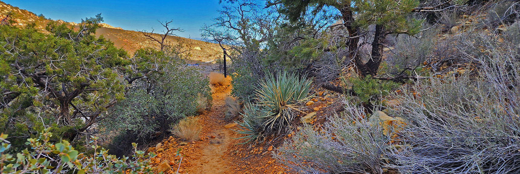Large Variety of Plant Life from Yucca to Pines | Willow Spring Loop, Petroglyph Canyon, Lost Creek Canyon | Red Rock Canyon National Conservation Area, Nevada