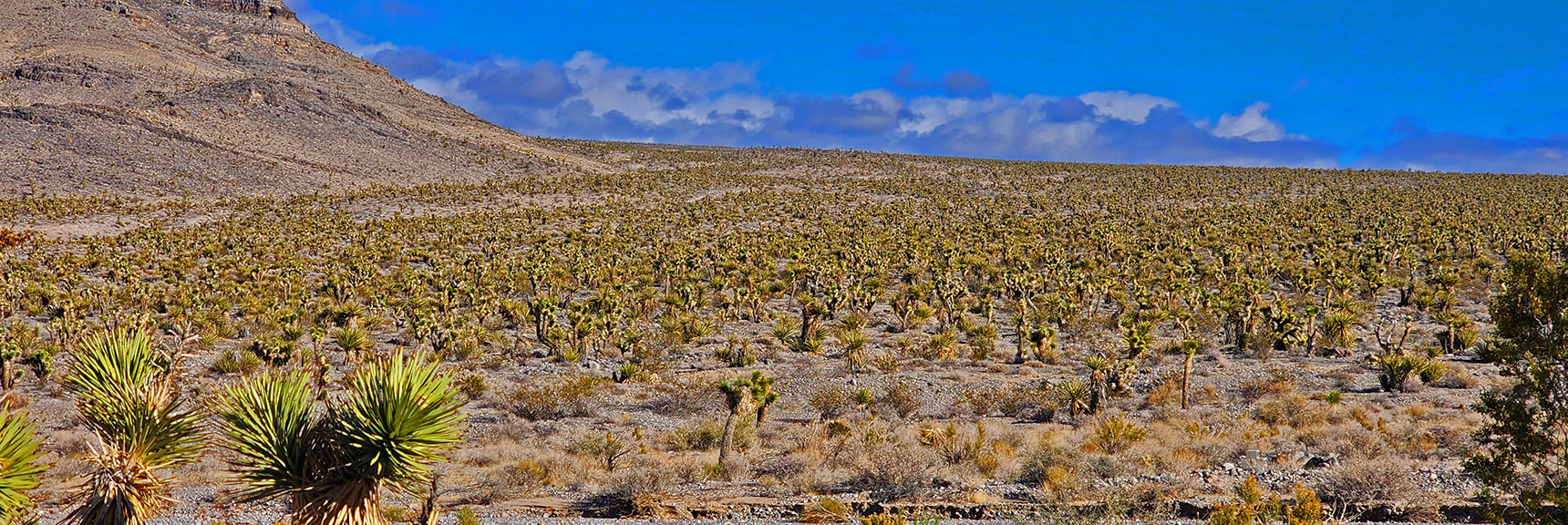 Huge Yucca Forest on East Side of the Sheep Range | Fossil Ridge Far East | Desert National Wildlife Refuge, Nevada