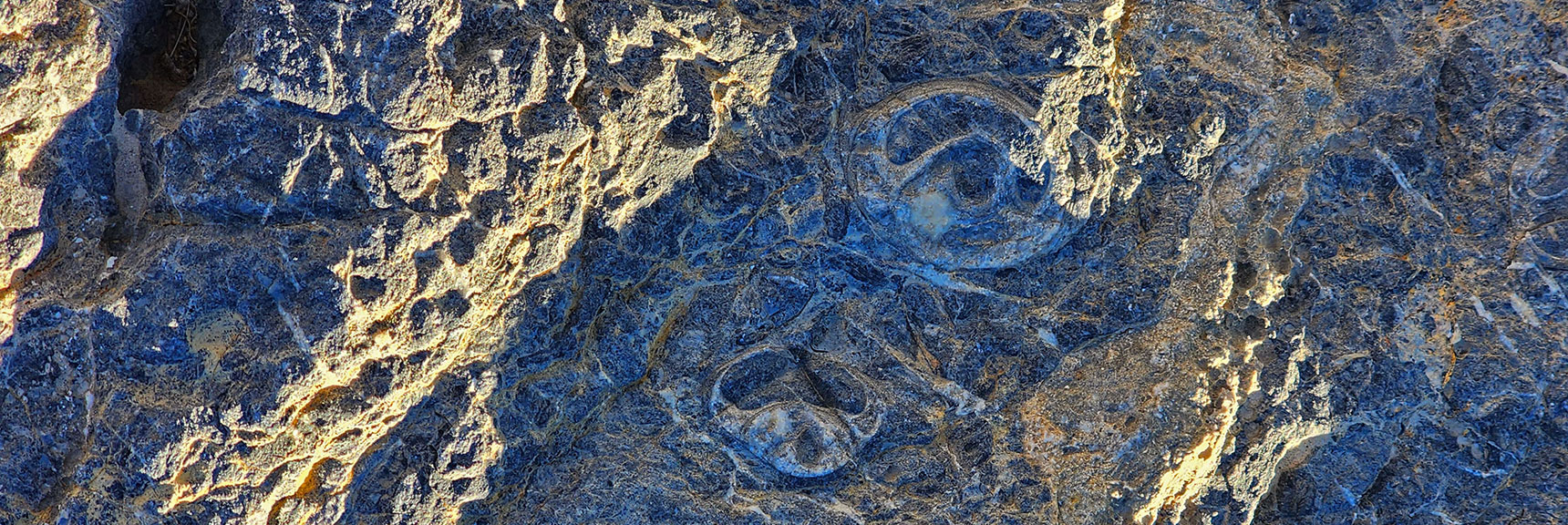 Fossils Near the Fossil Ridge Sign on Mormon Well Road | Fossil Ridge Far East | Desert National Wildlife Refuge, Nevada