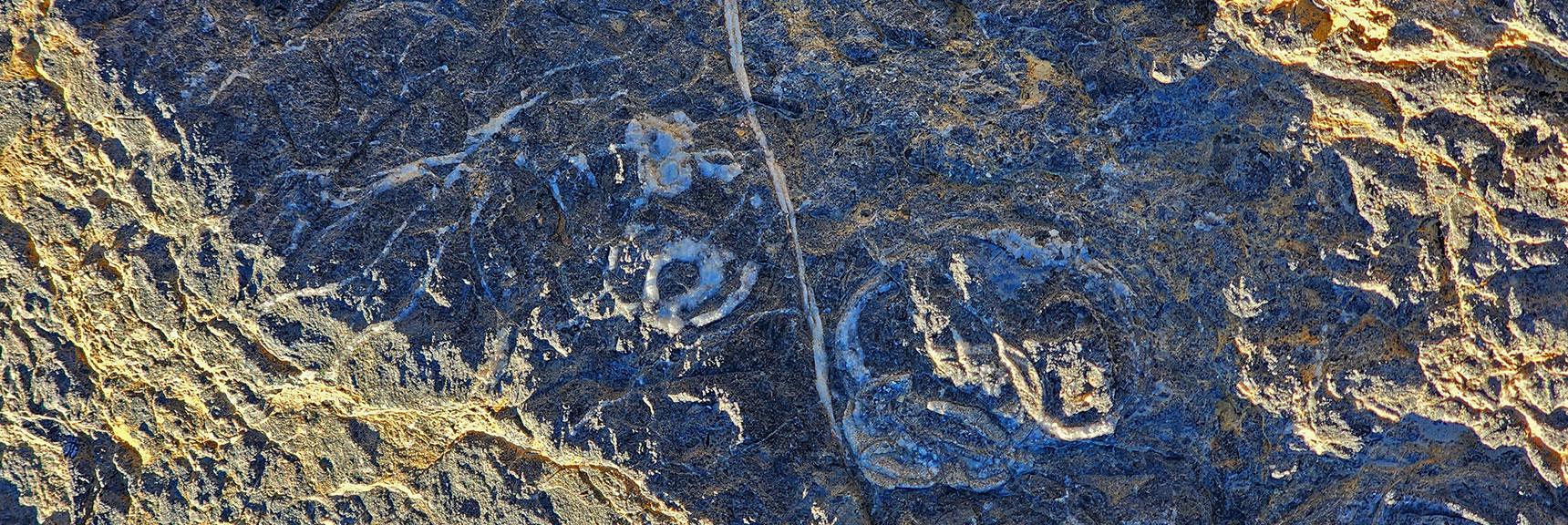 Fossils Near the Fossil Ridge Sign on Mormon Well Road | Fossil Ridge Far East | Desert National Wildlife Refuge, Nevada