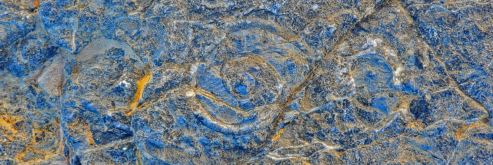 Fossils Near the Fossil Ridge Sign on Mormon Well Road | Fossil Ridge Far East | Desert National Wildlife Refuge, Nevada