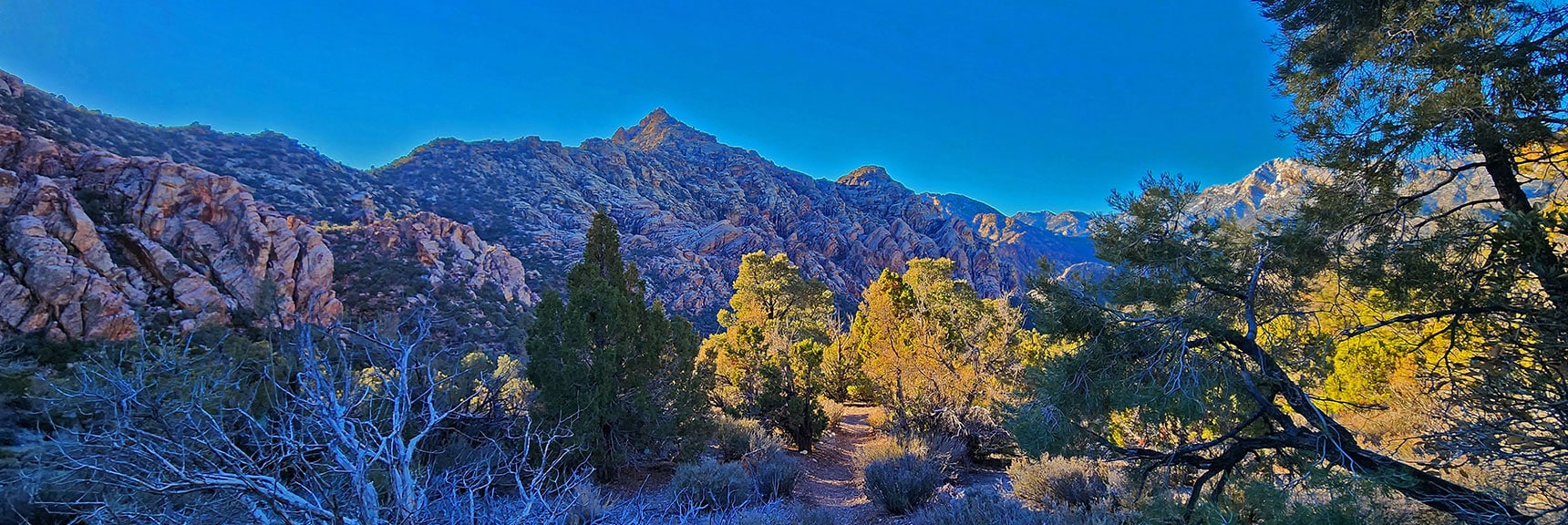 NE White Rock Mt Pine Forest Receives First Light | White Rock Mountain Loop Trail | Red Rock Canyon, Nevada