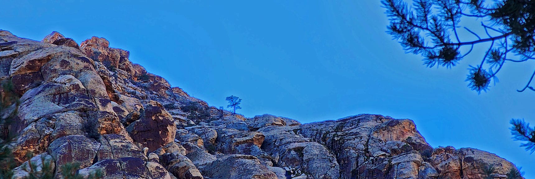 Lone Pine Tree on White Rock Mountain Summit Line | White Rock Mountain Loop Trail | Red Rock Canyon, Nevada