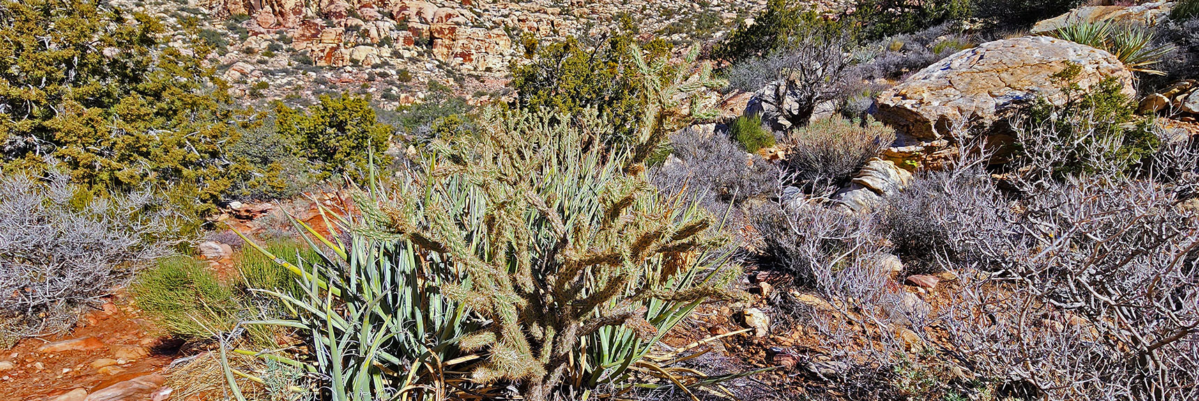 More Cactus on West Side of White Rock Mountain: Note Climate Zone Change | White Rock Mountain Loop Trail | Red Rock Canyon, Nevada