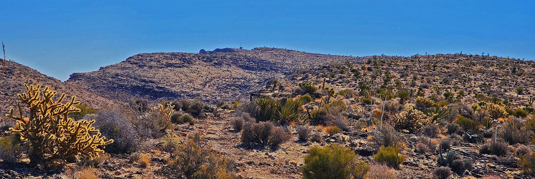 Beautiful Rugged Desert Vegetation on Upper Eastern Ridge. | Eastern Outer Circuit | Blue Diamond Hill | Red Rock Canyon, Nevada