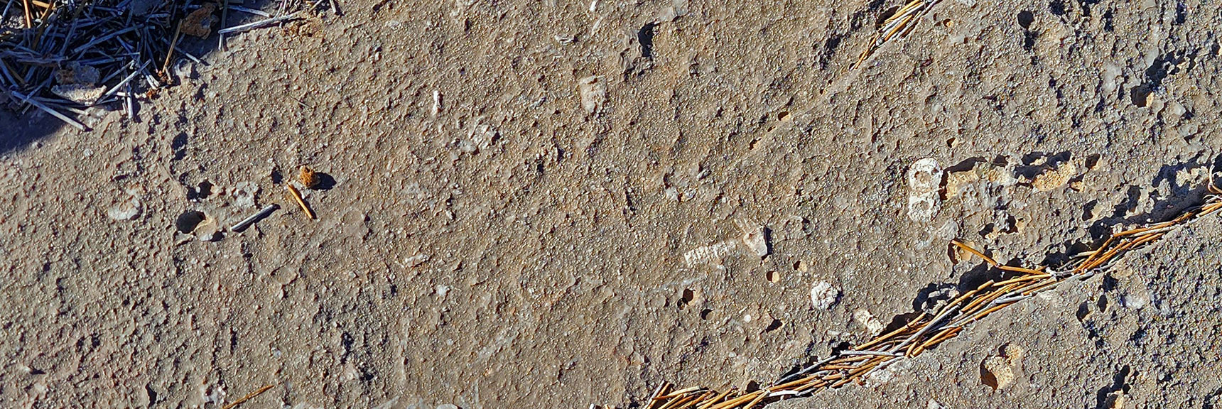 Fossils Embedded in Rock on Upper Eastern Ridge. | Eastern Outer Circuit | Blue Diamond Hill | Red Rock Canyon, Nevada