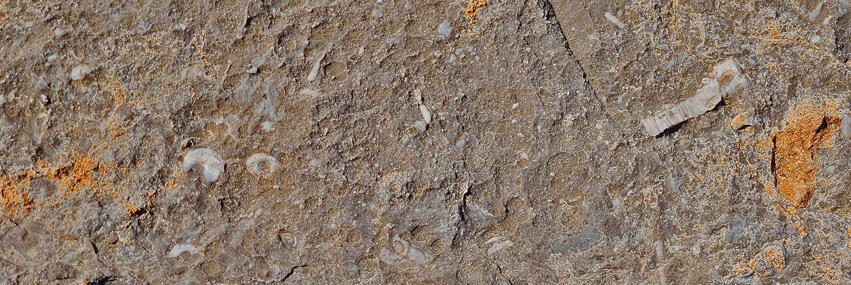 More Fossils on the Upper Eastern Ridge | Eastern Outer Circuit | Blue Diamond Hill | Red Rock Canyon, Nevada