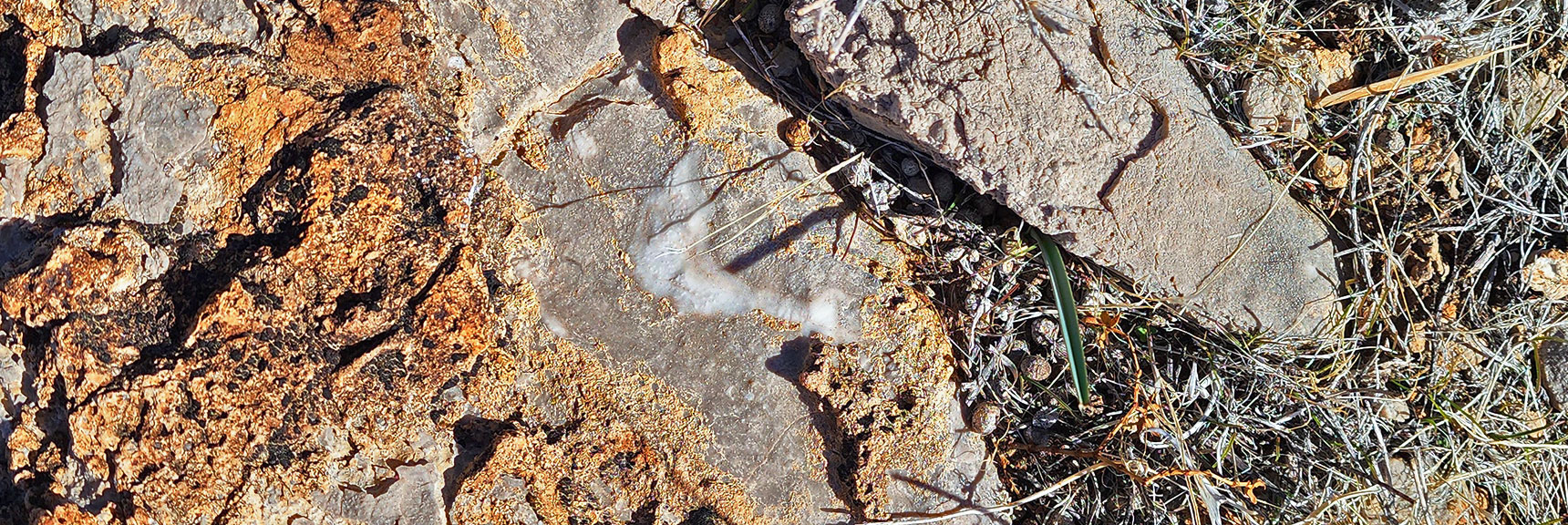 Not Sure What This is. Fossil Fish? Sea Plant? | Western Trails and Ridges | Blue Diamond Hill | Red Rock Canyon, Nevada