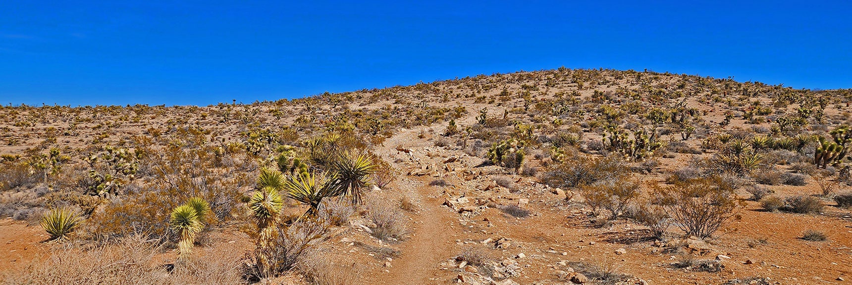 Now on First Finger Trail Looking Up That Ridge | Western Trails and Ridges | Blue Diamond Hill | Red Rock Canyon, Nevada