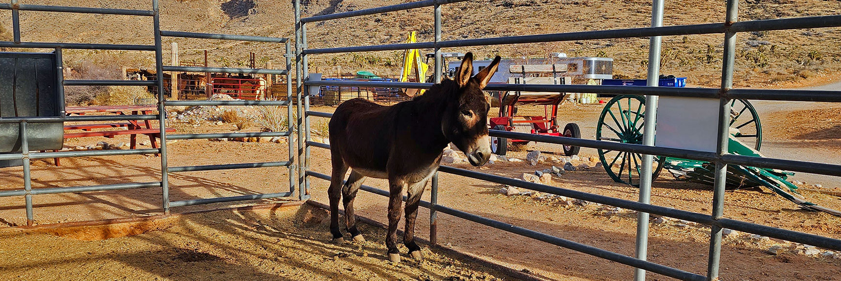 Every Horse Corral Needs a Burro | Western Outer Circuit | Blue Diamond Hill | Red Rock Canyon, Nevada