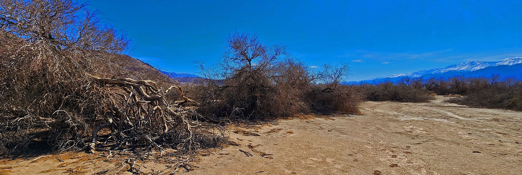 Inside the Mesquite Grove Looking South | Mesquite Grove | Death Valley, California | David Smith | Las Vegas Area Trails
