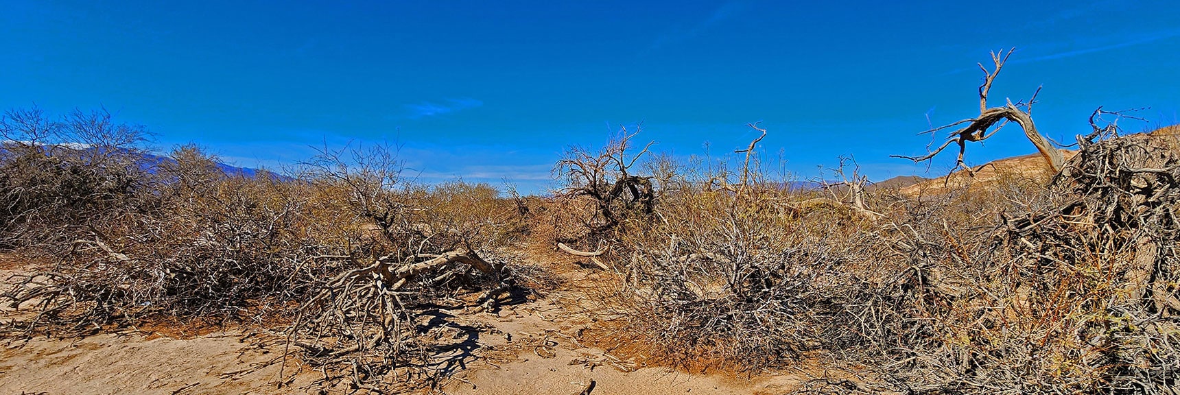 The Mesquite Trees Look In Winter, When They Are Dormant | Mesquite Grove | Death Valley, California | David Smith | Las Vegas Area Trails