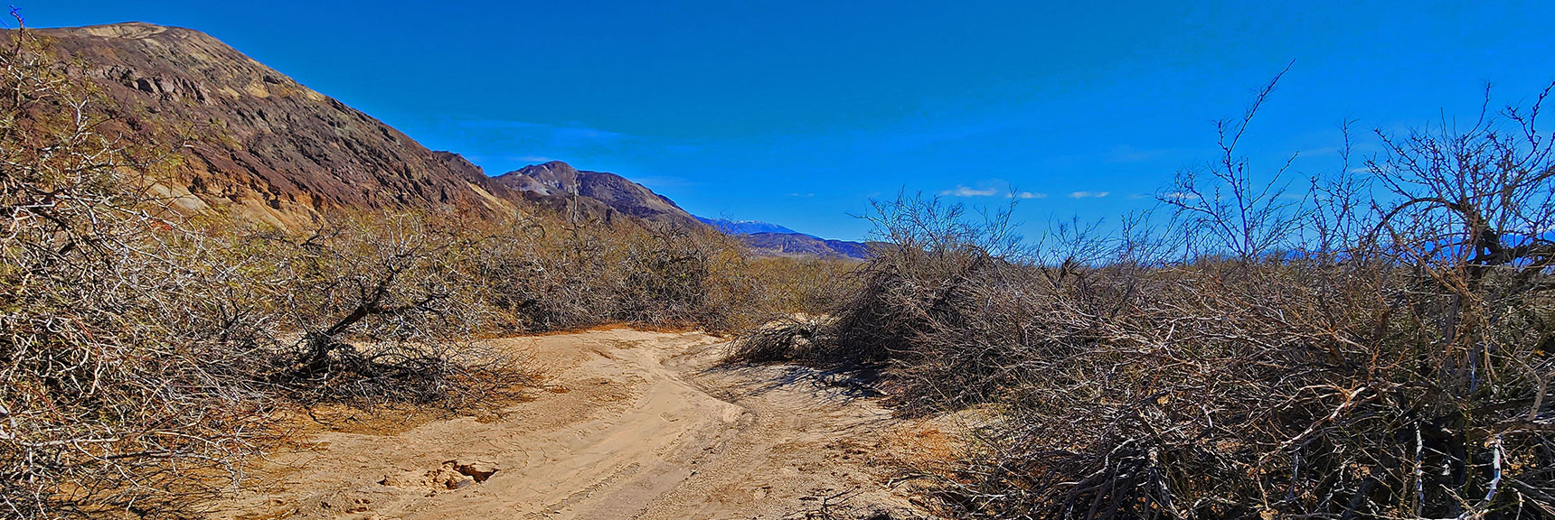 The Mesquite Grove Hides Supports a Valuable Ecosystem | Mesquite Grove | Death Valley, California | David Smith | Las Vegas Area Trails