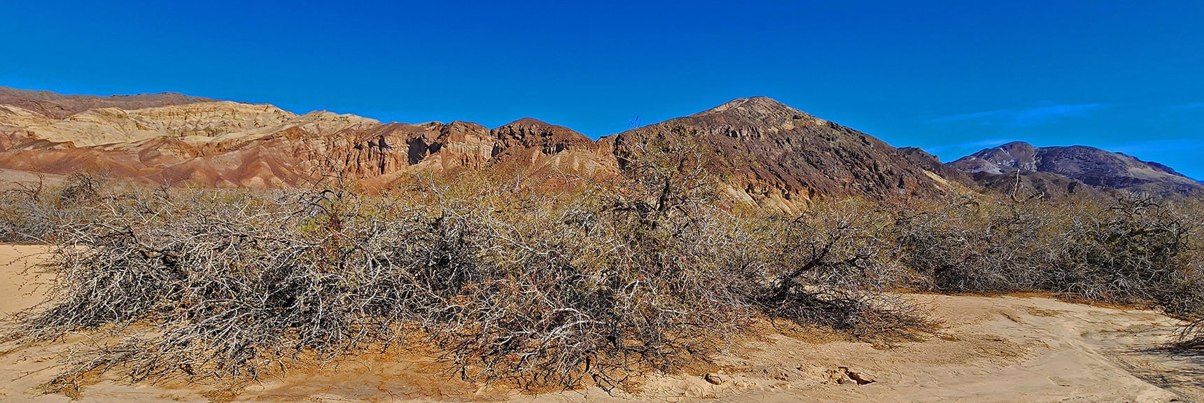 Mesquite Seeds Were a Food Staple of Native Americans in the Area | Mesquite Grove | Death Valley, California | David Smith | Las Vegas Area Trails