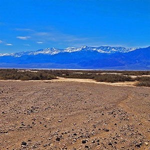 Mesquite Grove | Furnace Creek | Death Valley National Park, California