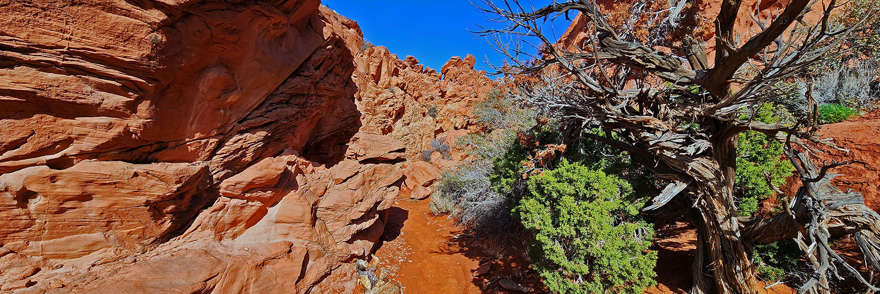 The Trail Weaves Through Beautiful Red Sandstone Formations | Ash Canyon to Calico Tanks | Calico Basin and Red Rock Canyon, Nevada | David Smith | Las Vegas Area Trails