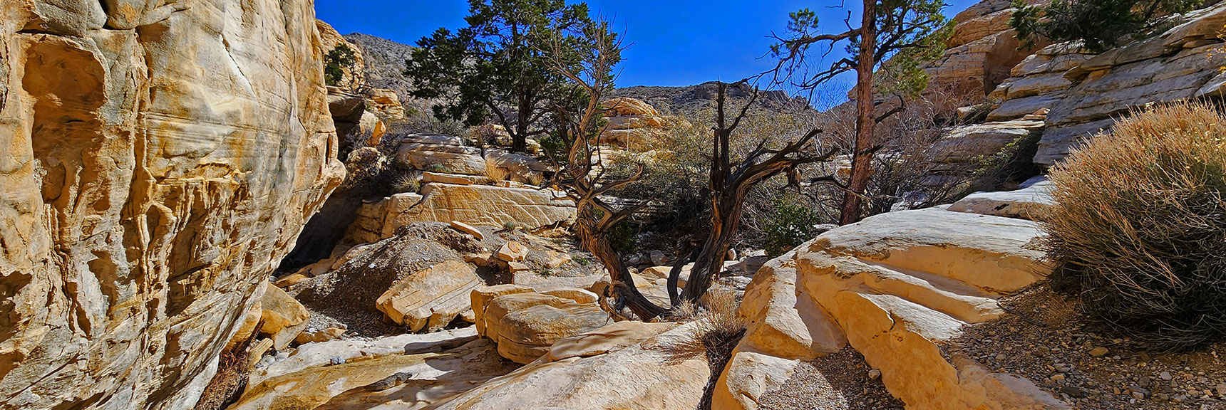 Sandstone, Flowing Water and Pine Trees Make for Incredible Beauty | Ash Canyon to Calico Tanks | Calico Basin and Red Rock Canyon, Nevada | David Smith | Las Vegas Area Trails