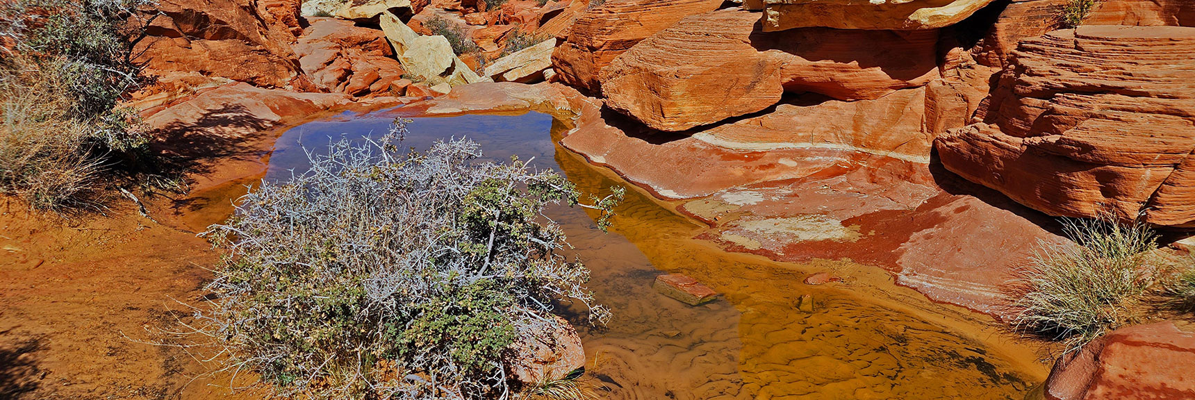 A Lower Calico Tank Filled with Water in Late March | Ash Canyon to Calico Tanks | Calico Basin and Red Rock Canyon, Nevada | David Smith | Las Vegas Area Trails