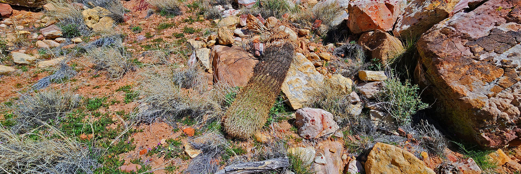 This Cactus Didn't Make It. Harsh Environment. | Dales Trail | Red Rock Canyon National Conservation Area, Nevada | David Smith | LasVegasAreaTrails.com