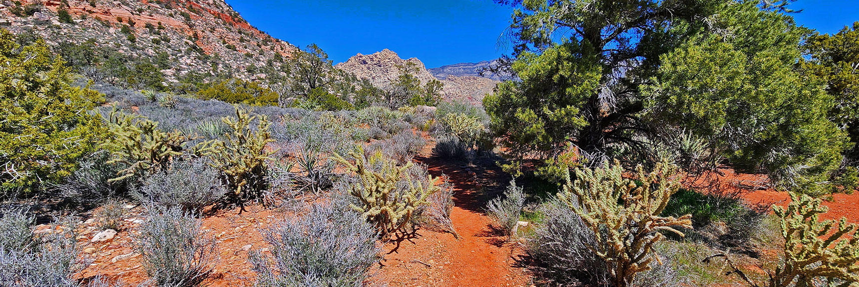 Colors are Amazing: Multiple Greens, Blue Sky, Reddish Soil. | Dales Trail | Red Rock Canyon National Conservation Area, Nevada | David Smith | LasVegasAreaTrails.com