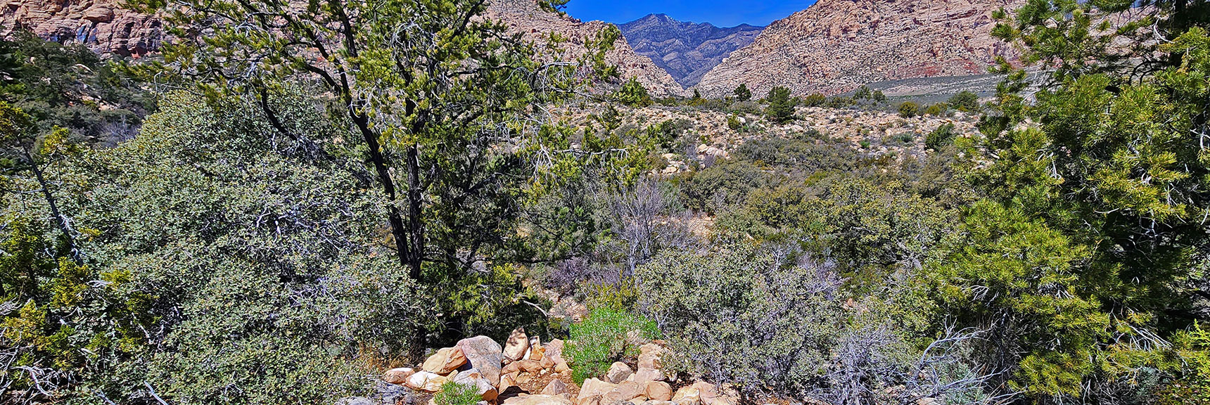 View Across Ice Box Canyon. Trail Momentarily Disappears Near Creek, Then Reappears on North Side. | Dales Trail | Red Rock Canyon National Conservation Area, Nevada | David Smith | LasVegasAreaTrails.com