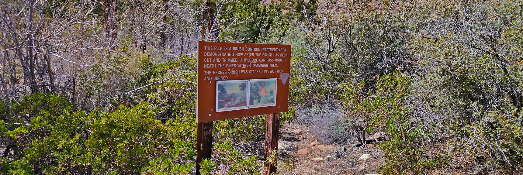 One of a Few Interpretive Signs on the Fire Ecology Trail | Fire Ecology Trail | Pine Creek Canyon | Red Rock Canyon NCA, Nevada | David Smith | LasVegasAreaTrails.com