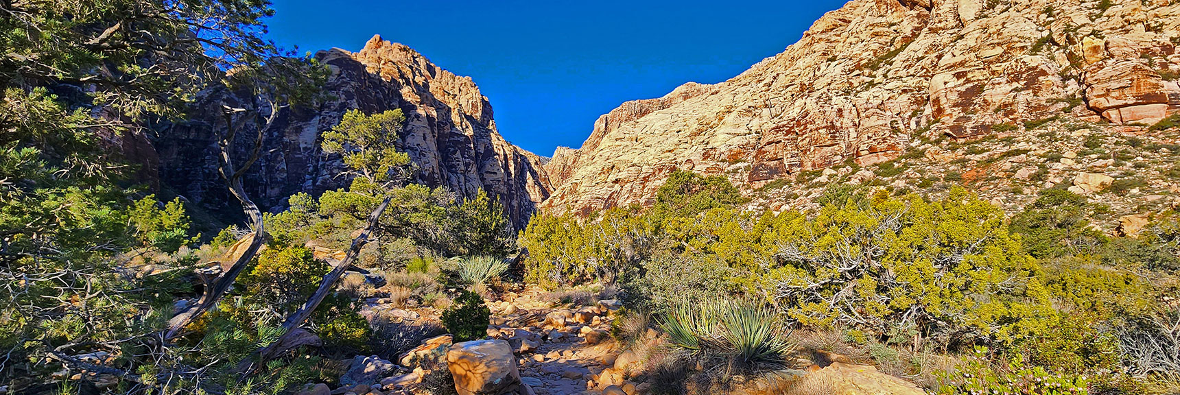 Forest Thickens, Bird Songs Increasing Closer to Canyon Opening | Ice Box Canyon | Red Rock Canyon NCA, Nevada | Las Vegas Area Trails | David Smith