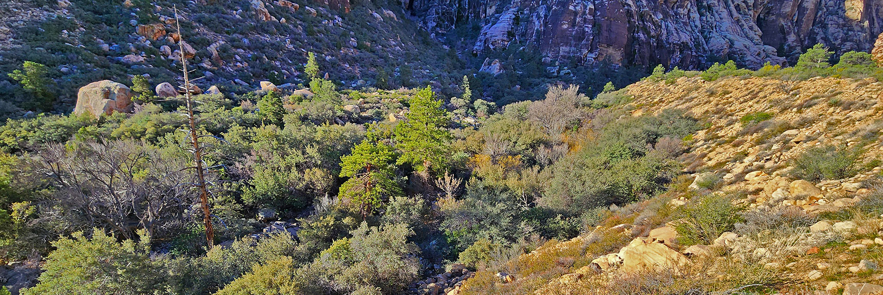 Lower Canyon Base and Creek to Your Left. Thicker Forest Below | Ice Box Canyon | Red Rock Canyon NCA, Nevada | Las Vegas Area Trails | David Smith
