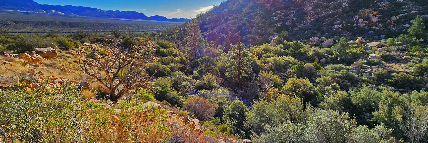 View Down the Canyon Along Creek Line Below in Canyon Base | Ice Box Canyon | Red Rock Canyon NCA, Nevada | Las Vegas Area Trails | David Smith