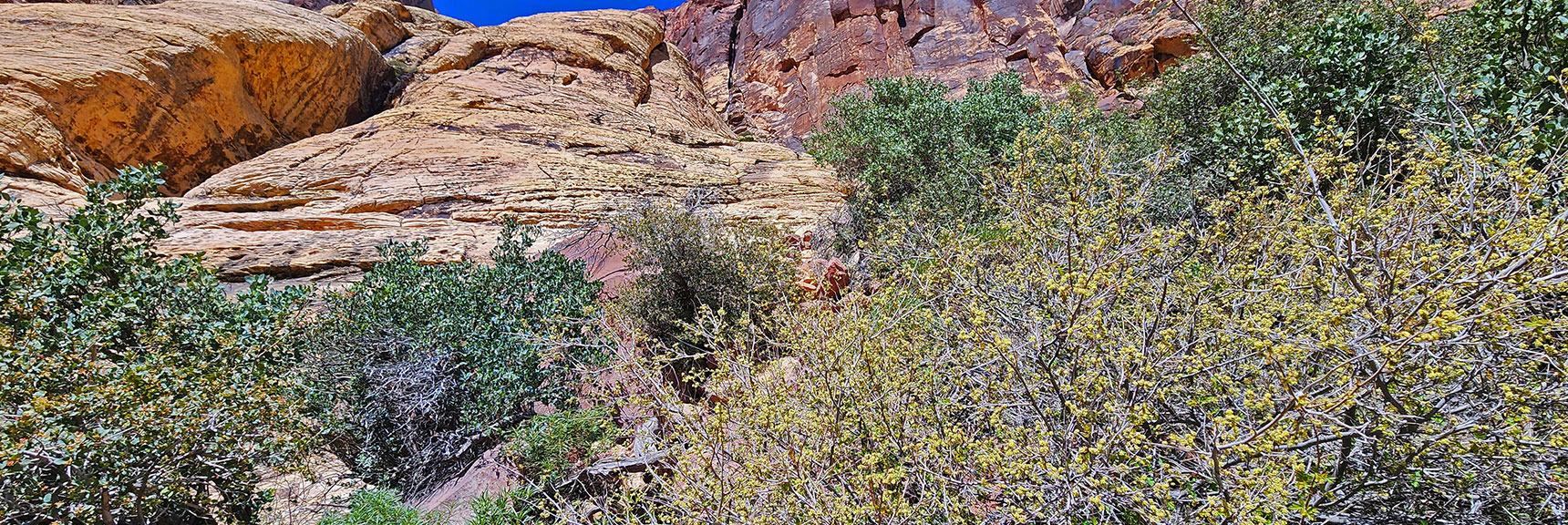 Brief Faint Passage Through Brush at Top of Boulder Field Leads to Sandstone Stretch | Juniper Canyon | Red Rock Canyon National Conservation Area, Nevada | David Smith | LasVegasAreaTrails.com
