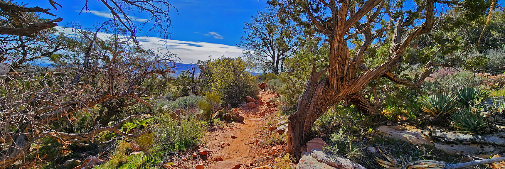 Looking Back While Descending into Pine Creek Canyon on Knoll Trail | Knoll Trail | Red Rock Canyon National Conservation Area, Nevada | David Smith | LasVegasAreaTrails.com