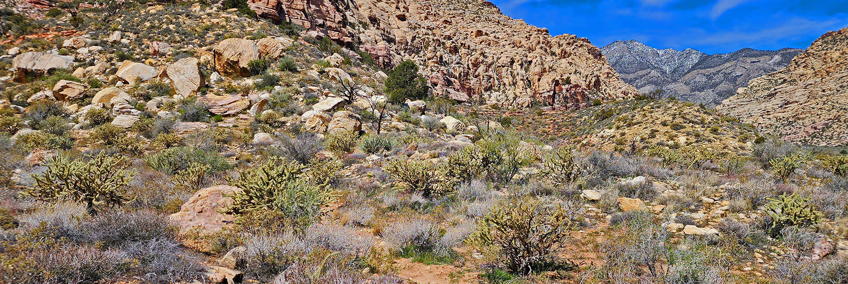 Not Far from Ice Box Canyon's Lush Pine Forest the Landscape Dramatically Changes | SMYC Trail | Red Rock Canyon National Conservation Area, Nevada | David Smith | LasVegasAreaTrails.com