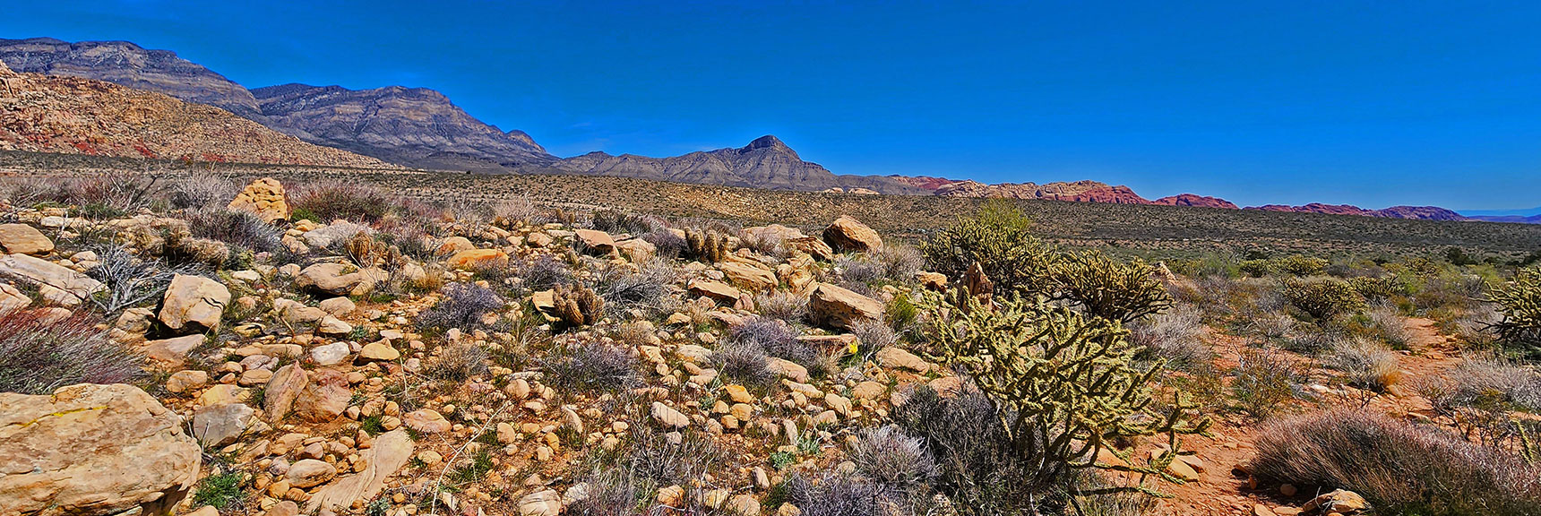 Jurassic Era Sandstone & Cacti Form the Surroundings | SMYC Trail | Red Rock Canyon National Conservation Area, Nevada | David Smith | LasVegasAreaTrails.com