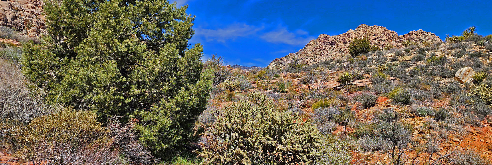 Scattered Pines, Juniper, Yucca and Cacti in This Arid Desert Environment | SMYC Trail | Red Rock Canyon National Conservation Area, Nevada | David Smith | LasVegasAreaTrails.com