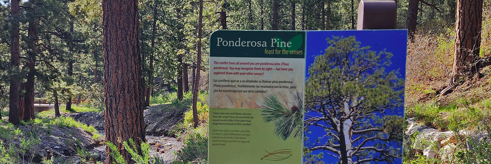 Invites Visitors to Experience a Ponderosa Pine with All Five Senses | Acastus Trail | Mt Charleston Wilderness | Spring Mountains, Nevada