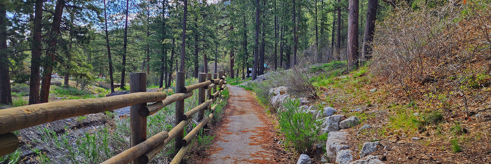 Continuing Along This Beautiful Forested Trail. Lower Trail is Much Dryer Climate Zone. | Acastus Trail | Mt Charleston Wilderness | Spring Mountains, Nevada