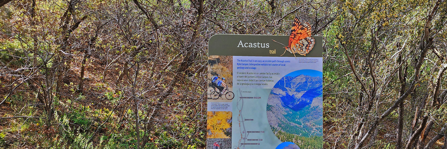 Acastus Trail Resumes Below Camping and Picnic Areas | Acastus Trail | Mt Charleston Wilderness | Spring Mountains, Nevada