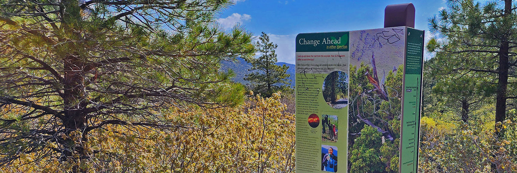 Climate Transition Zone from Ponderosa Forest Above to Drought Resistant Plants Below | Acastus Trail | Mt Charleston Wilderness | Spring Mountains, Nevada