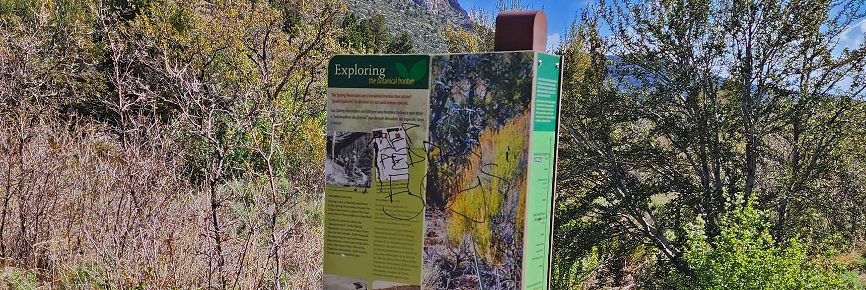 Story of First Spring Mountains Botanist Explorers | Acastus Trail | Mt Charleston Wilderness | Spring Mountains, Nevada