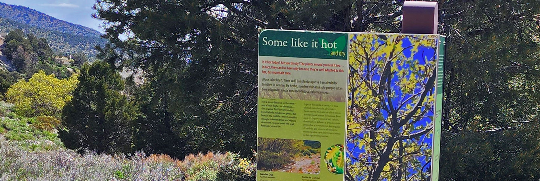 How The Gambel Oak, Pointed Leaf Manzanita, and Mountain Mahogany Survive This Arid Heat | Acastus Trail | Mt Charleston Wilderness | Spring Mountains, Nevada