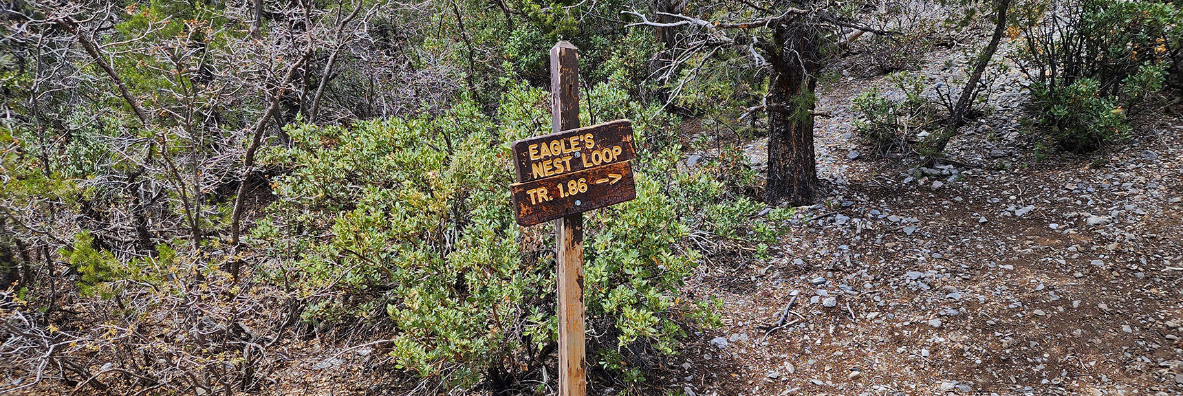 Eagle's Nest Loop Trailhead About 1/4th Mile Up Fletcher Canyon Trail | Eagles Nest Loop | Mt Charleston Wilderness | Spring Mountains, Nevada